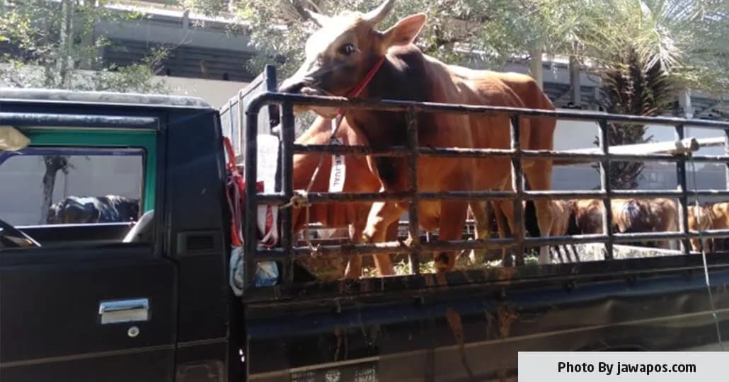 6 Mobil Pick Up yang Cocok untuk Angkut Hewan Kurban