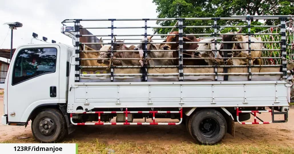 Jelang Idul Adha, Ini 9 Mobil Pick Up untuk Angkut Hewan Kurban